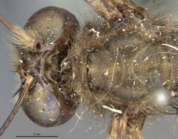 Media type: image;   Entomology 10531 Aspect: head dorsal view